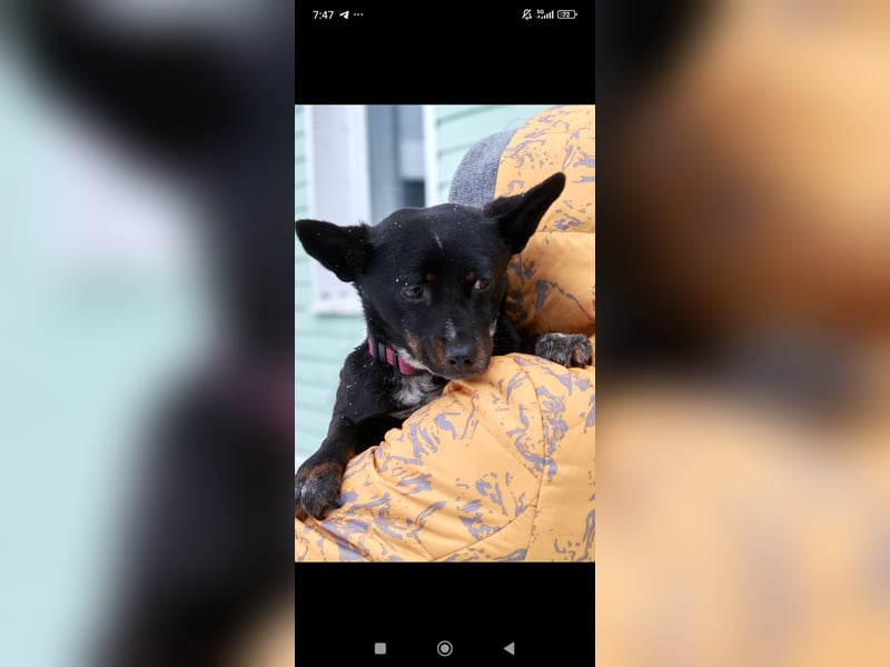 Bekky sucht ihr Für -immer -Zuhause ❤️❤️❤️❤️