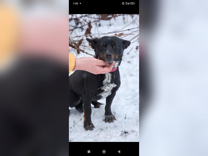 Bekky sucht ihr Für -immer -Zuhause ❤️❤️❤️❤️