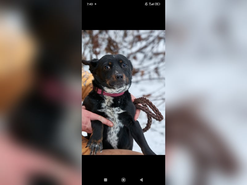 Bekky sucht ihr Für -immer -Zuhause ❤️❤️❤️❤️