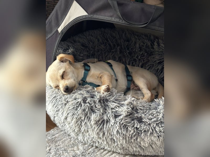 Ottilie sucht ihre aktive Familie, PS in 04552 Borna
