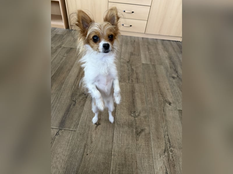 Kleinen Hund