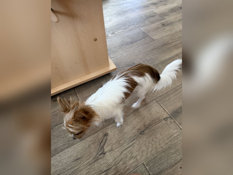 Kleinen Hund