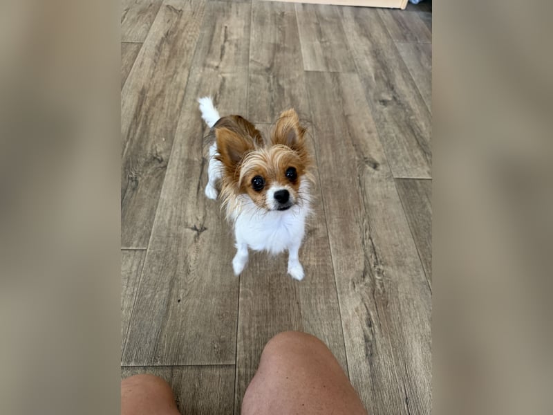 Kleinen Hund