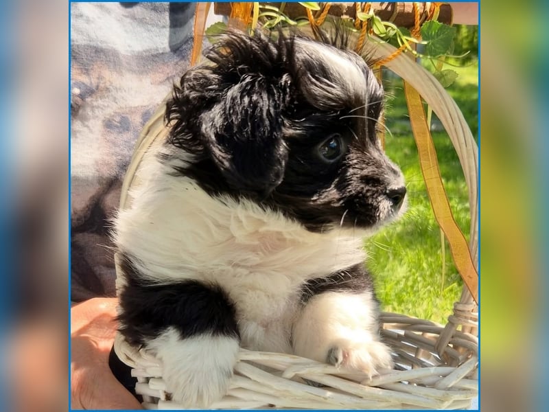 kleiner Wuschelbub Toby