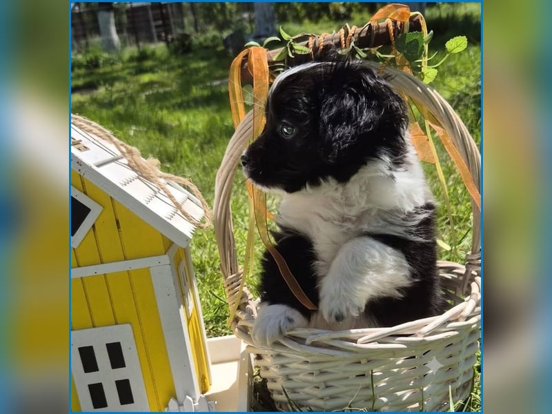 kleiner Wuschelbub Toby