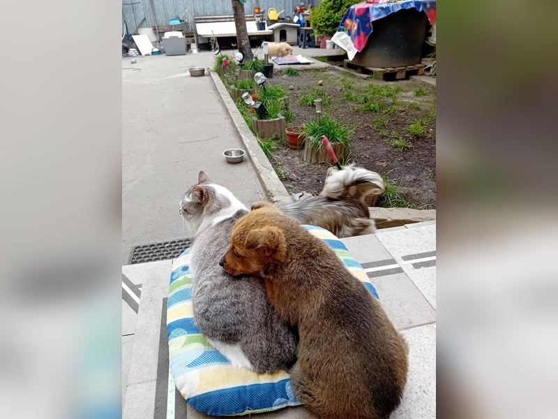 Josie - kleine Hundedame mit grossem Herzen