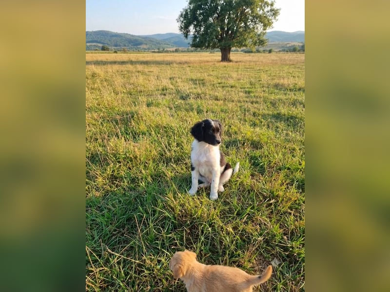 kleiner Wuschelbub Toby