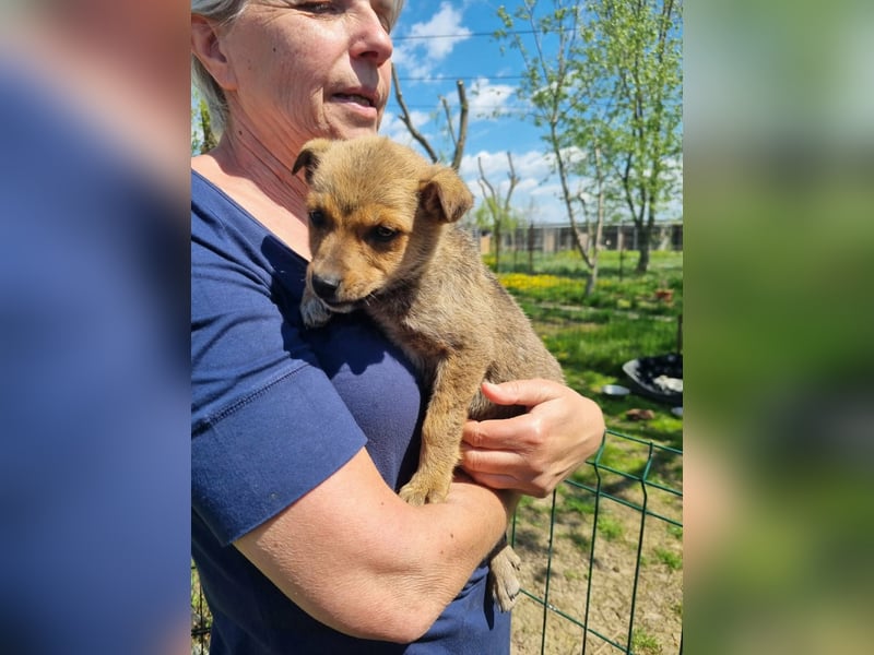Josie - kleine Hundedame mit grossem Herzen