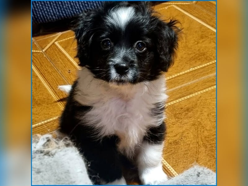 kleiner Wuschelbub Toby