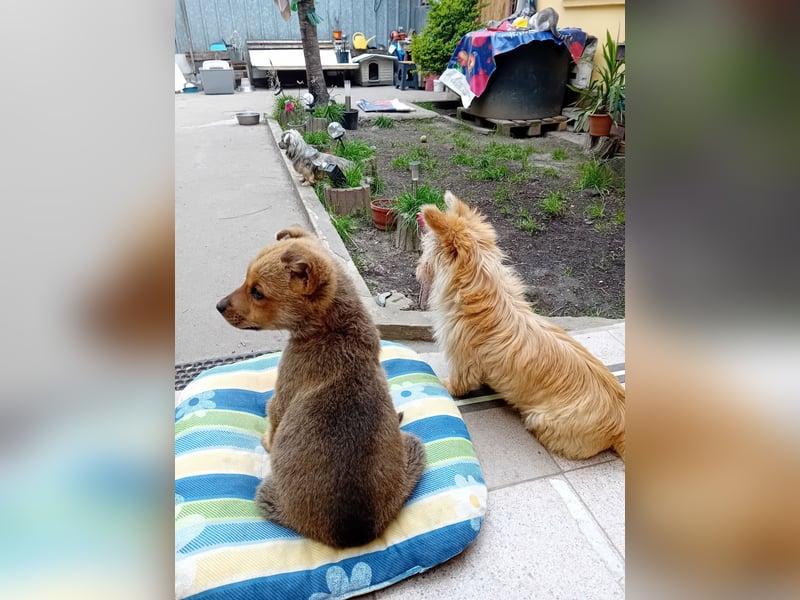 Josie - kleine Hundedame mit grossem Herzen