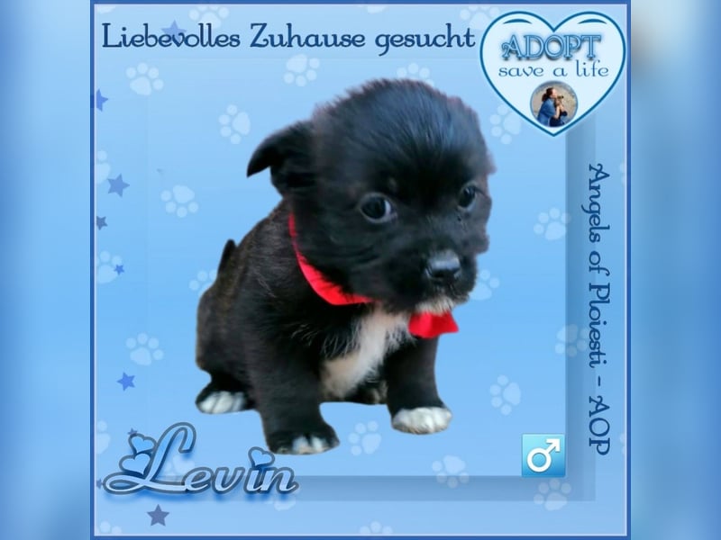 Wir Welpen vom Bahnhof Ploiesti