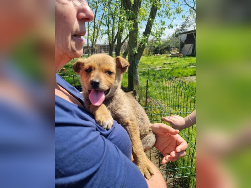 Josie - kleine Hundedame mit grossem Herzen