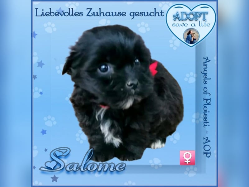 Wir Welpen vom Bahnhof Ploiesti