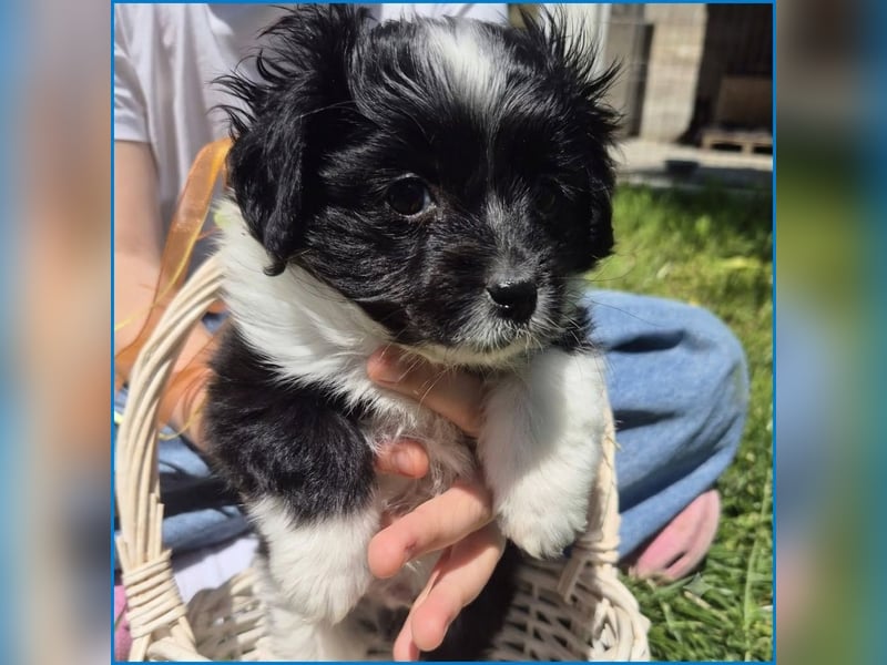 kleiner Wuschelbub Toby