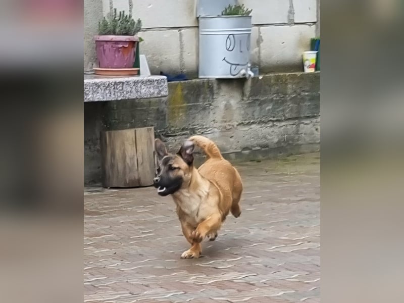 kleiner Racker Tacker