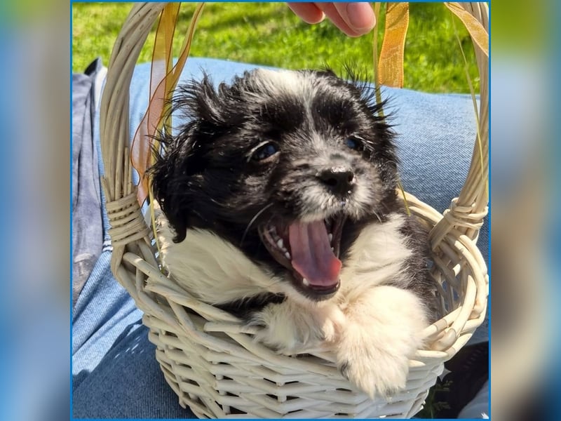 kleiner Wuschelbub Toby