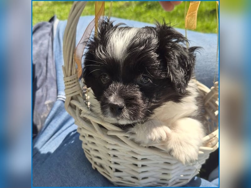 kleiner Wuschelbub Toby