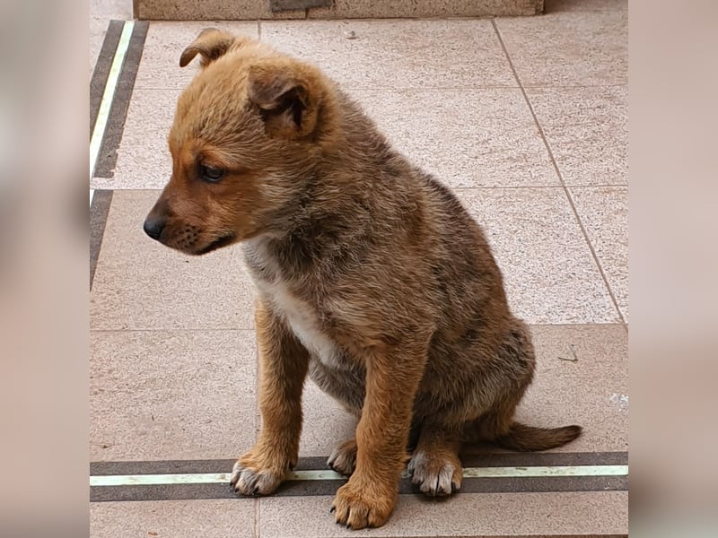 Josie - kleine Hundedame mit grossem Herzen