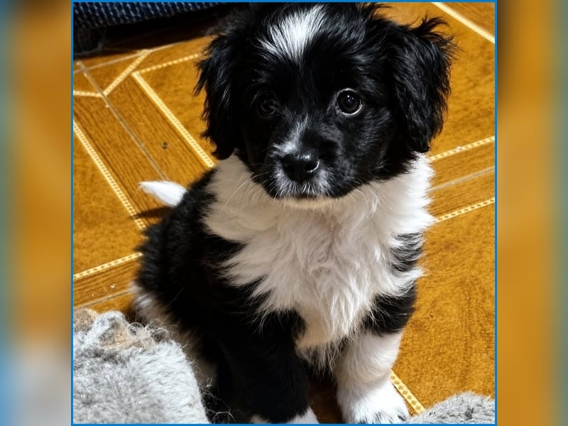 kleiner Wuschelbub Toby