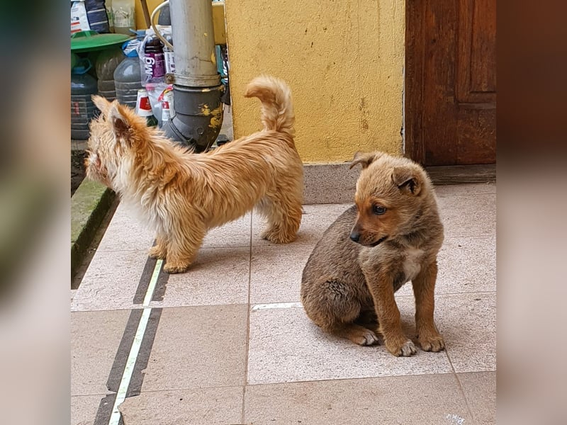 Josie - kleine Hundedame mit grossem Herzen