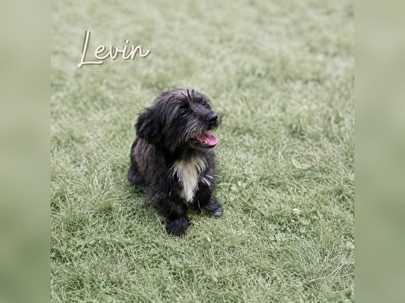 Welpenjunge Levin