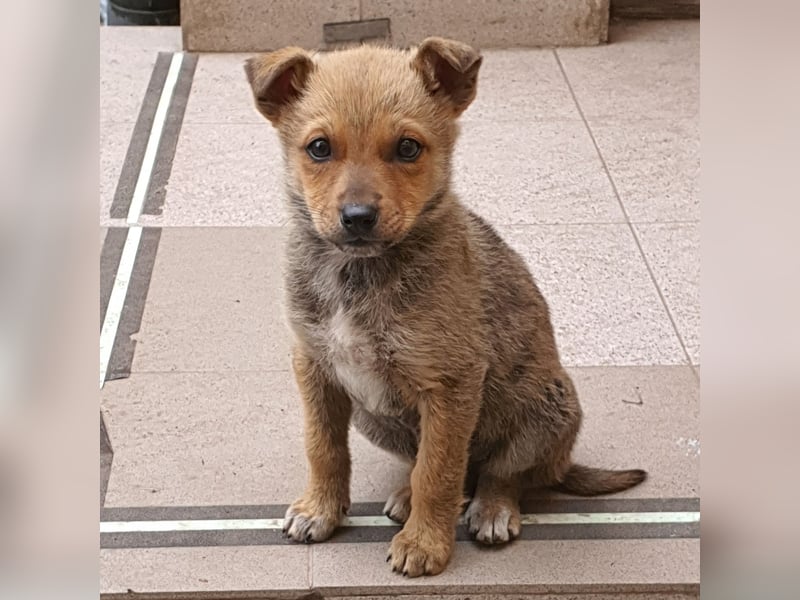 Josie - kleine Hundedame mit grossem Herzen