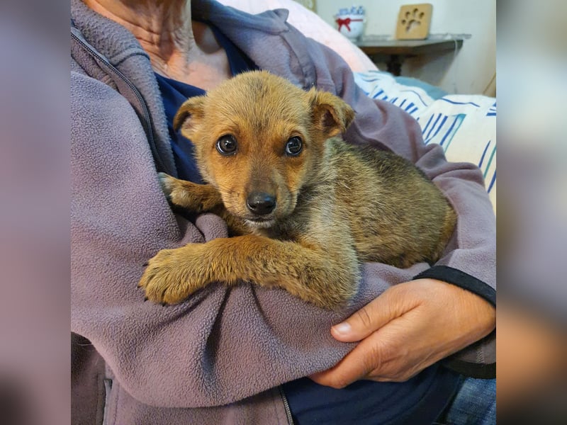 Josie - kleine Hundedame mit grossem Herzen