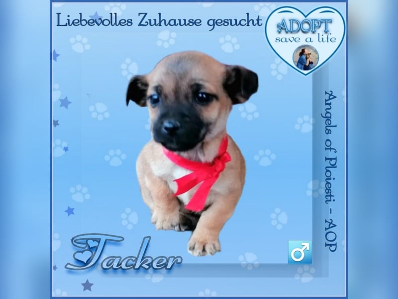 Wir Welpen vom Bahnhof Ploiesti