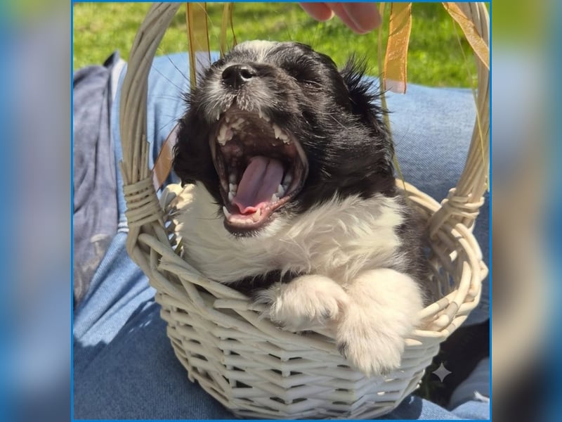 kleiner Wuschelbub Toby