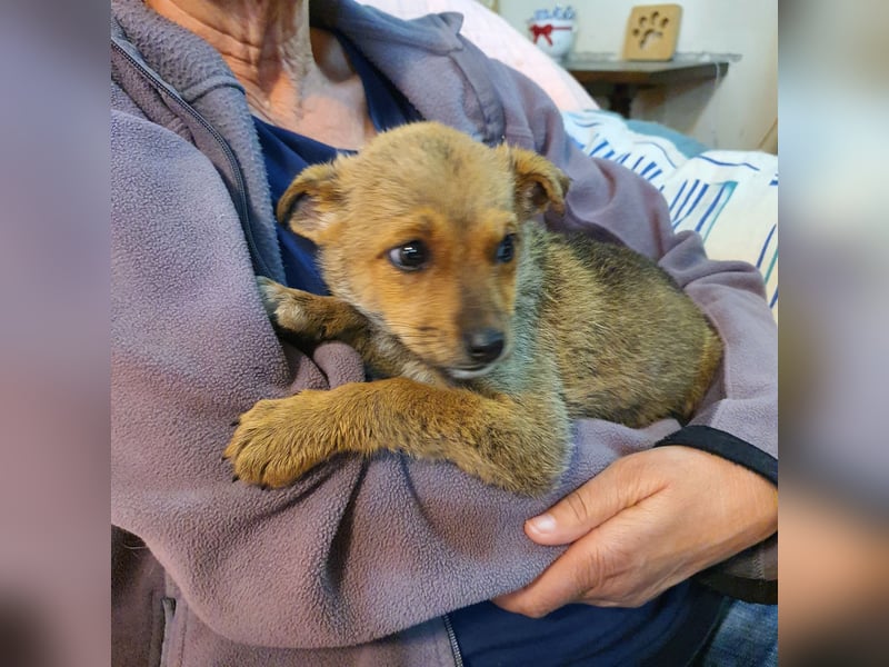 Josie - kleine Hundedame mit grossem Herzen