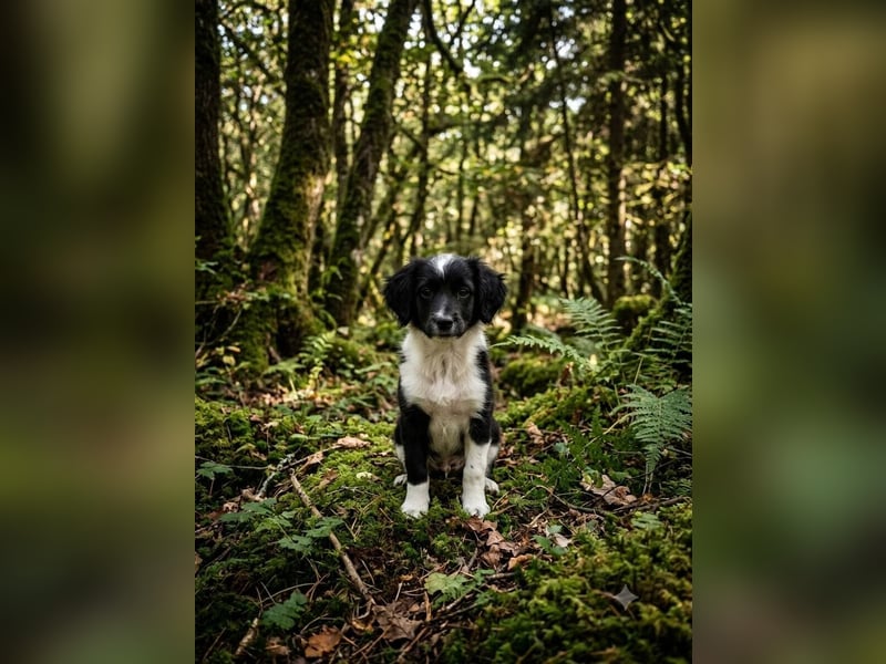 kleiner Wuschelbub Toby
