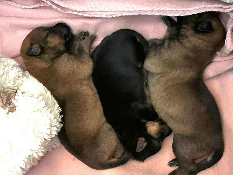 Duplo sucht ein Zuhause