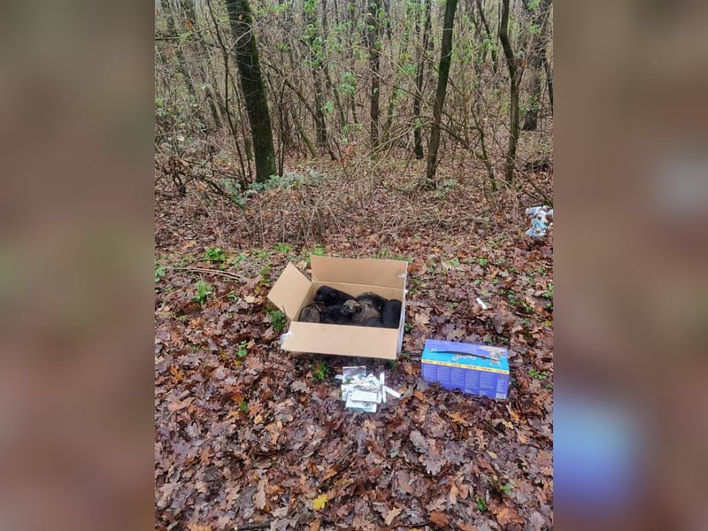 Paula sucht ein Zuhause