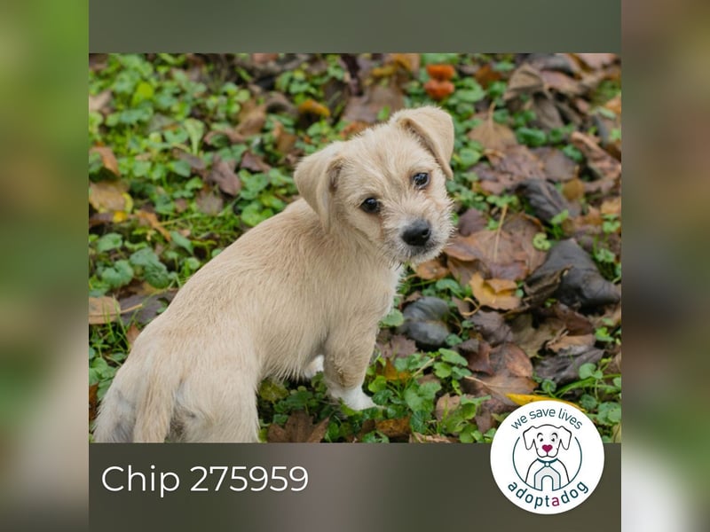 Chip 275959: Hundekind sucht ein Zuhause