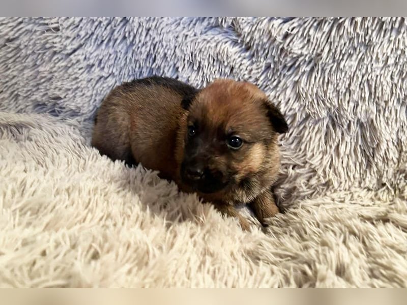 Duplo sucht ein Zuhause