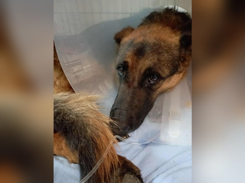 Snickers sucht ein Zuhause