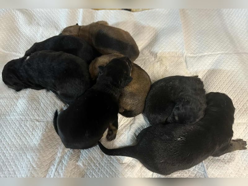 Duplo sucht ein Zuhause