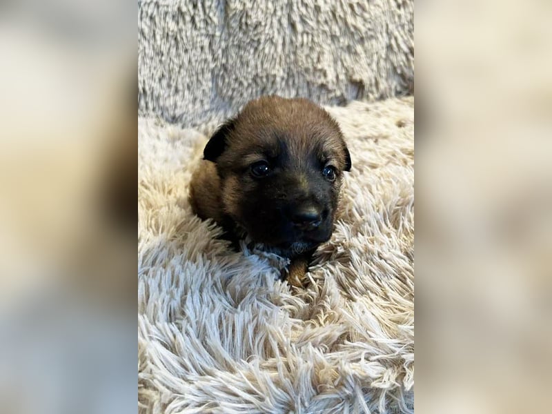 Snickers sucht ein Zuhause