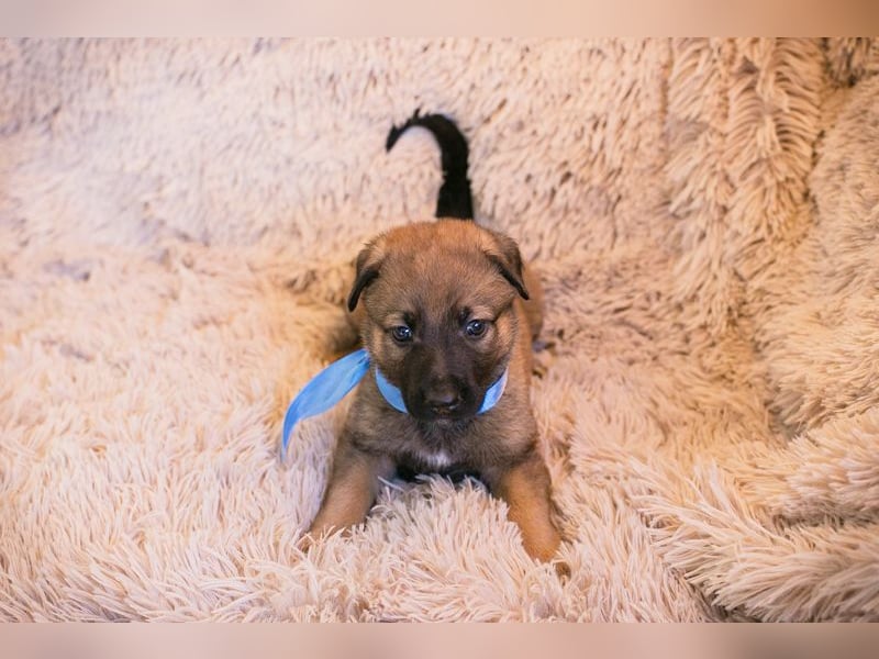 Snickers sucht ein Zuhause