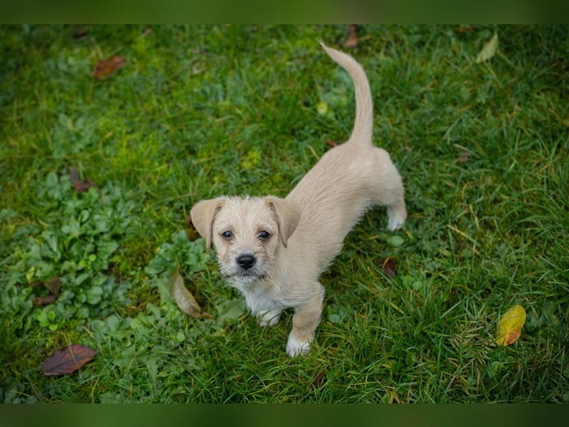 Chip 275959: Hundekind sucht ein Zuhause