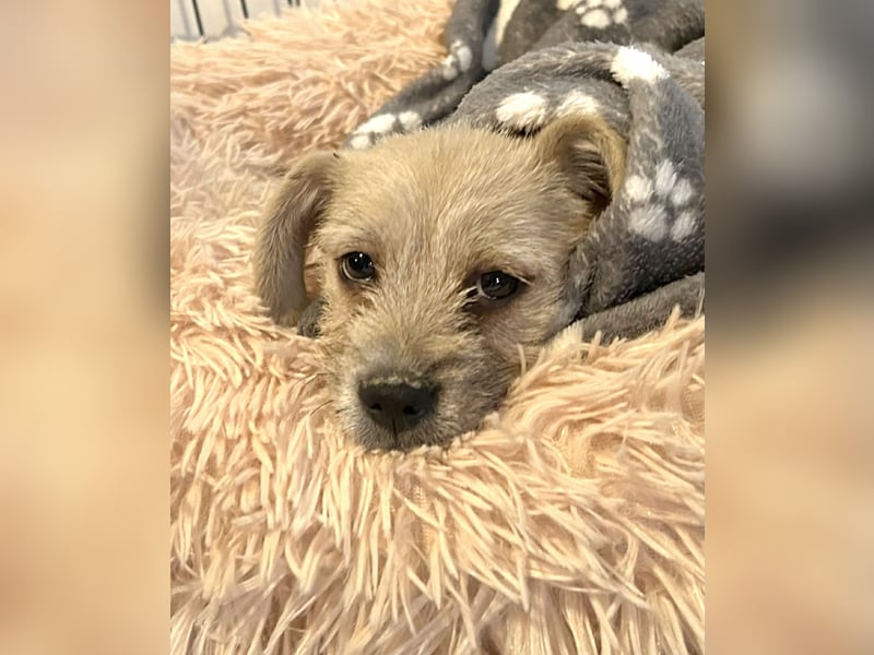 Chip 275959: Hundekind sucht ein Zuhause