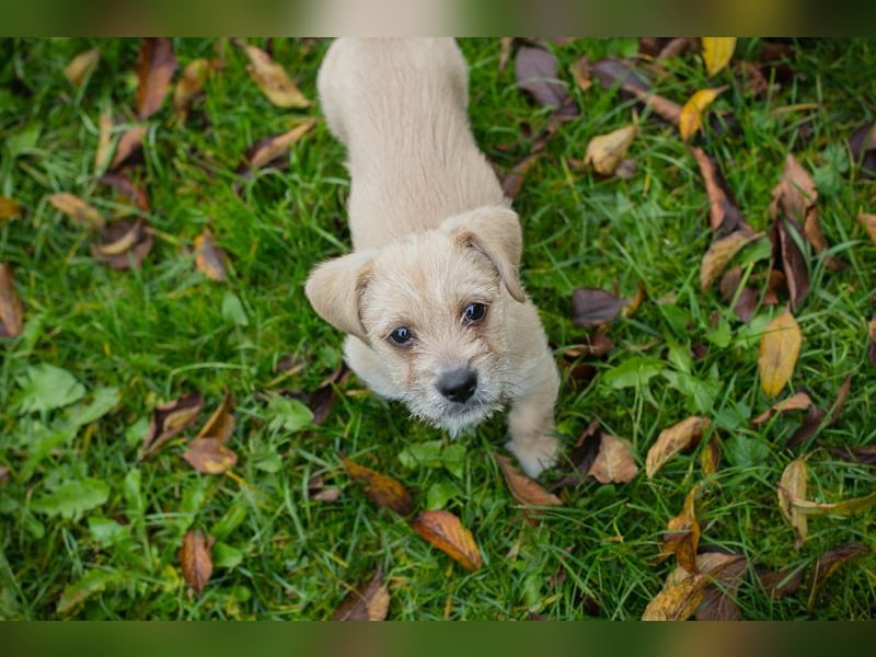 Chip 275959: Hundekind sucht ein Zuhause