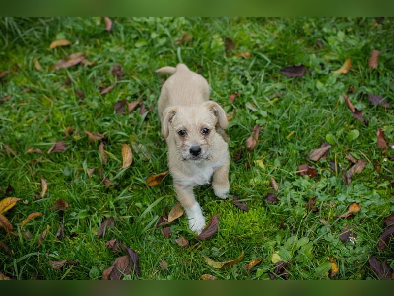 Chip 275959: Hundekind sucht ein Zuhause