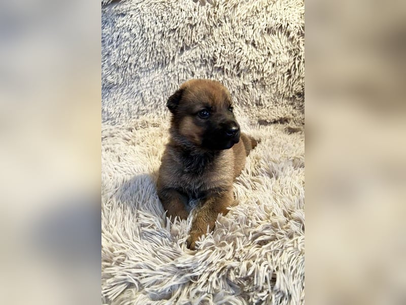 Duplo sucht ein Zuhause