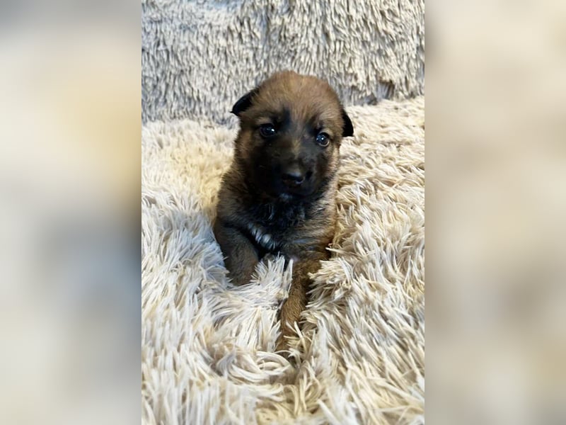 Snickers sucht ein Zuhause