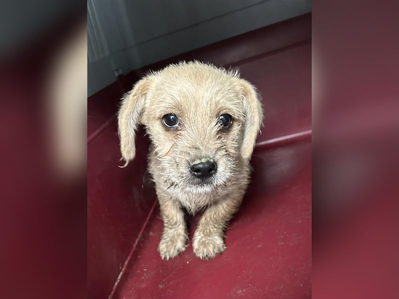 Chip 275959: Hundekind sucht ein Zuhause