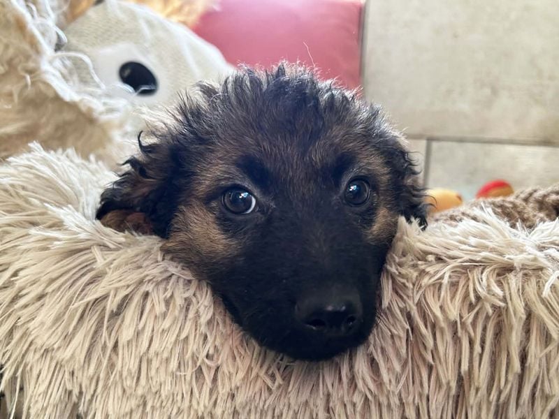 Paula sucht ein Zuhause