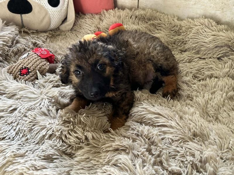 Paula sucht ein Zuhause