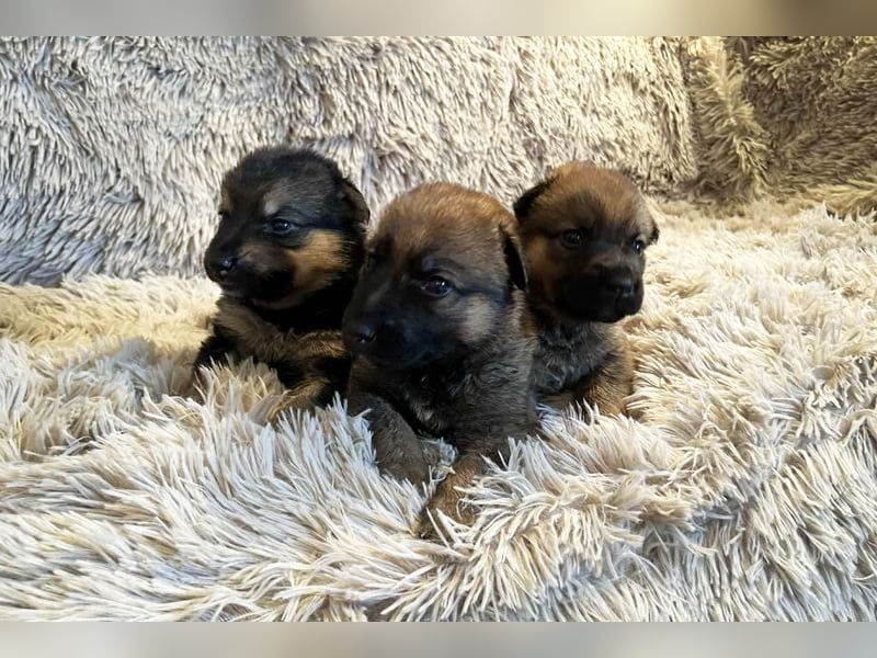 Snickers sucht ein Zuhause