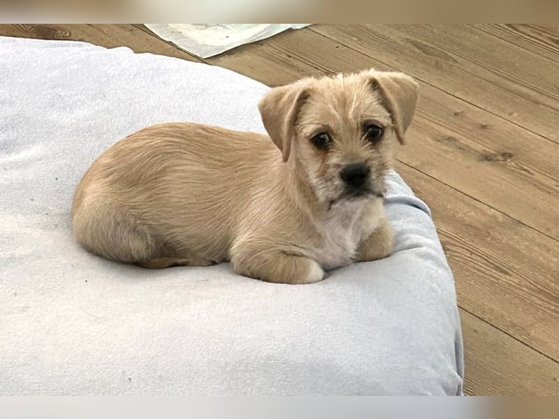 Chip 275959: Hundekind sucht ein Zuhause